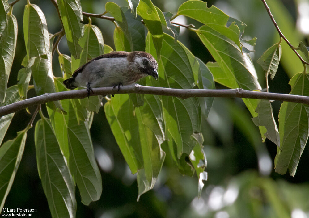 Mottled Flowerpecker