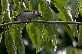 Mottled Flowerpecker