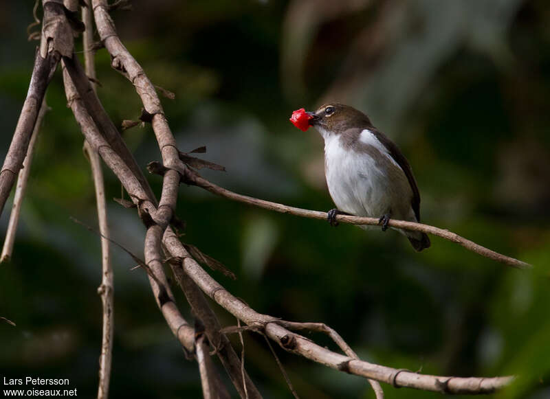 Red-banded Flowerpecker female adult, identification