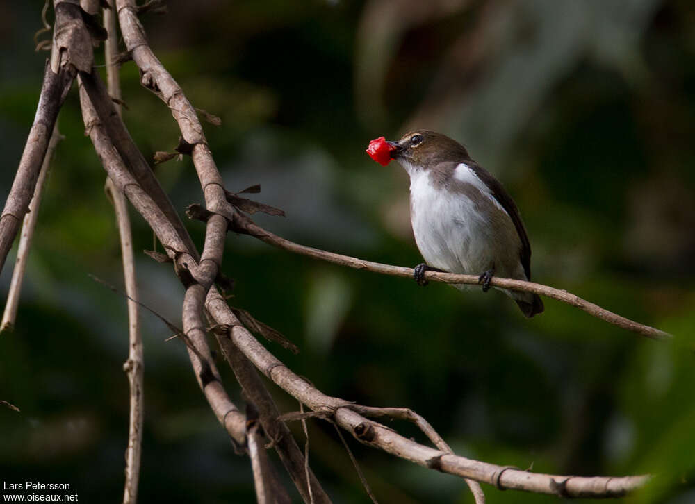 Red-banded Flowerpecker female adult, identification