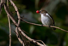 Red-banded Flowerpecker