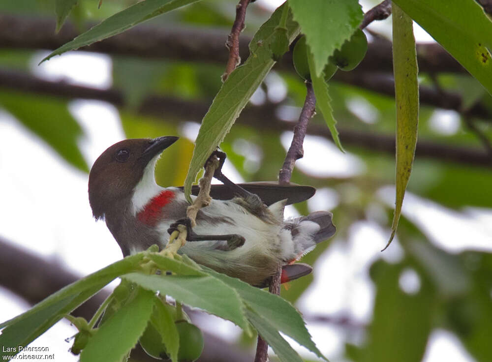 Red-banded Flowerpecker male adult, identification