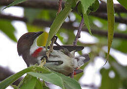 Red-banded Flowerpecker