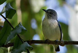 Midget Flowerpecker