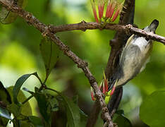 Midget Flowerpecker