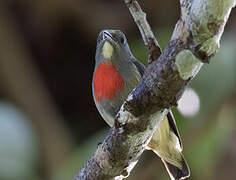 Midget Flowerpecker