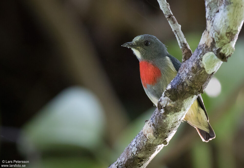 Midget Flowerpecker