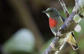 Midget Flowerpecker