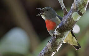 Midget Flowerpecker