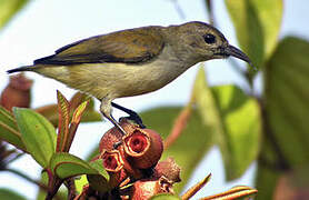 Plain Flowerpecker