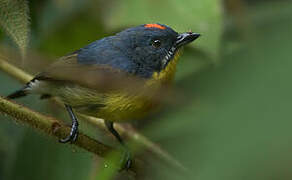 Crimson-breasted Flowerpecker