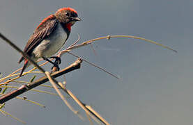 Black-fronted Flowerpecker