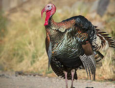 Wild Turkey