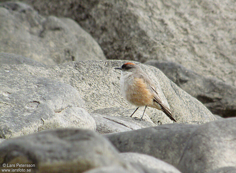 Cinnamon-bellied Ground Tyrant