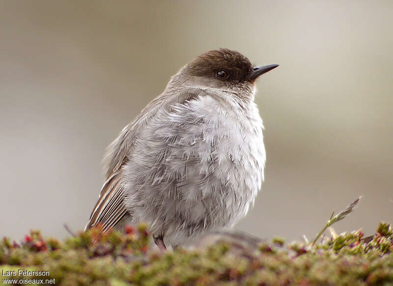 Dark-faced Ground Tyrantadult, aspect