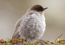 Dark-faced Ground Tyrant