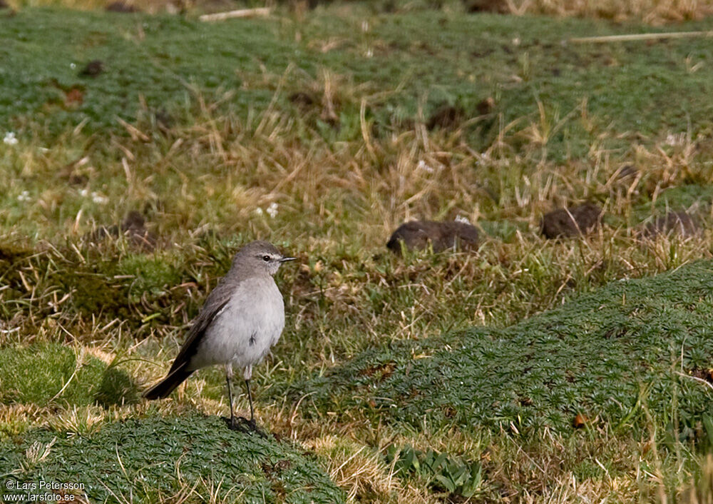 Dormilon gris