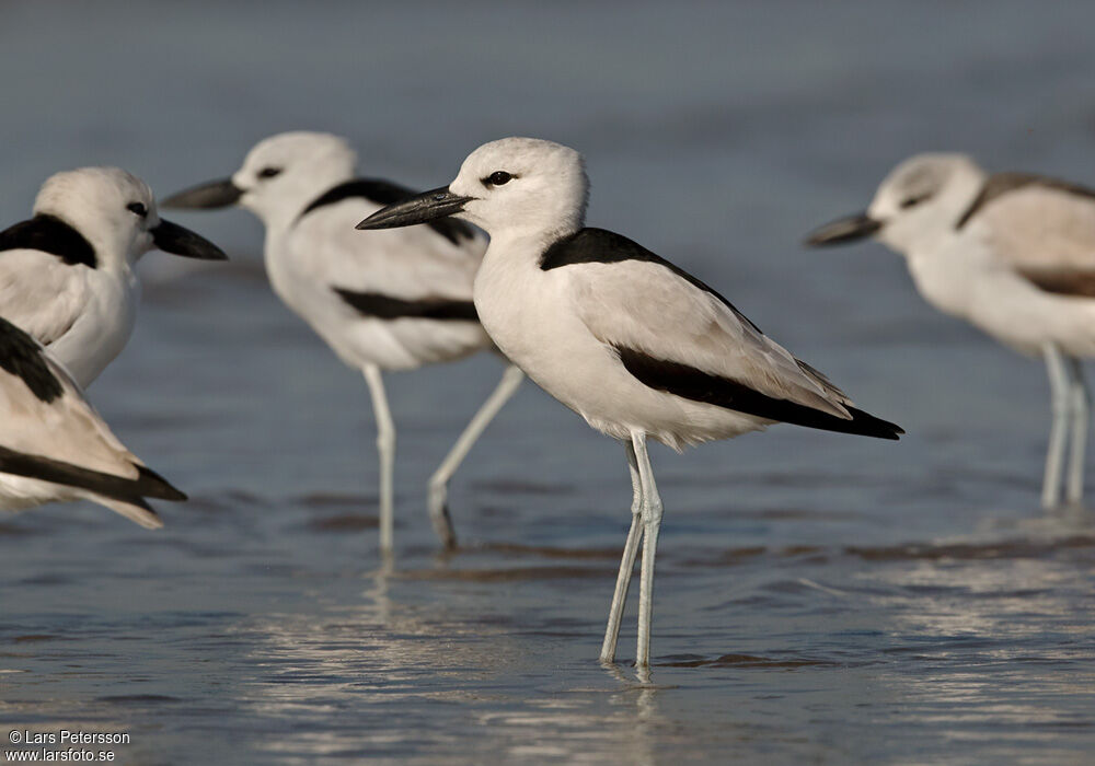 Crab-plover