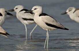 Crab-plover