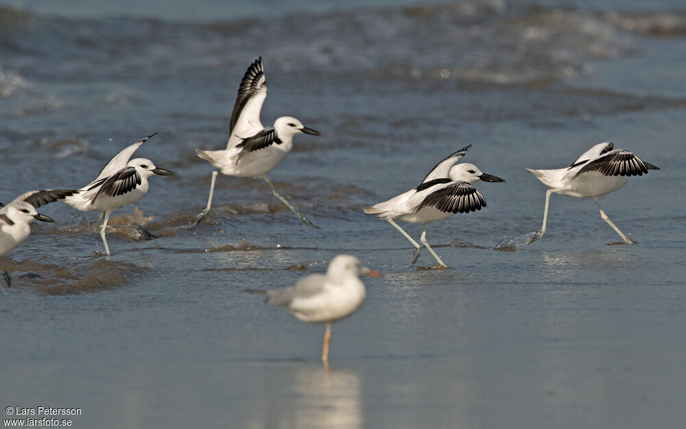 Crab-plover