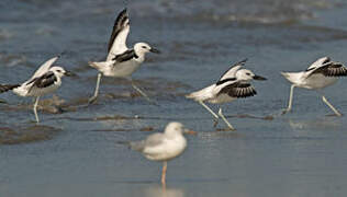 Crab-plover