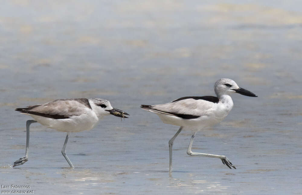 Crab-plover, feeding habits