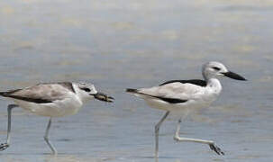 Crab-plover