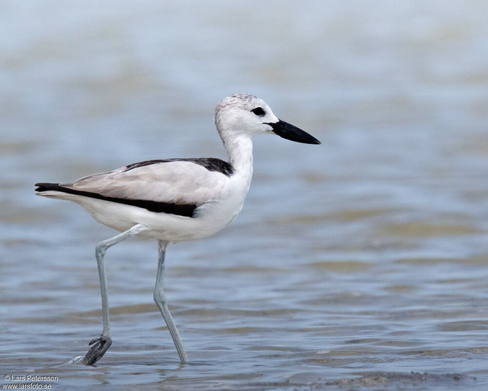 Crab-plover