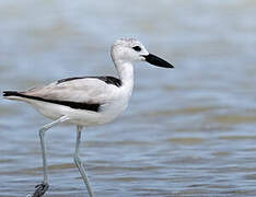 Crab-plover