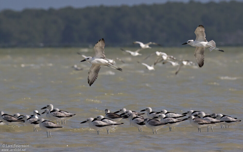 Crab-plover