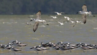 Crab-plover