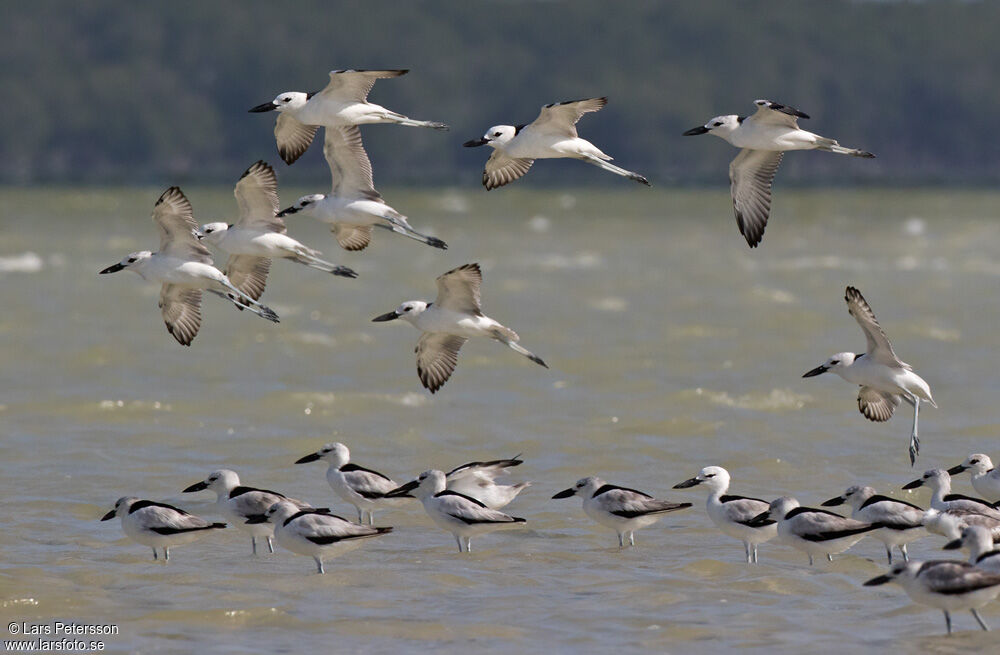 Crab-plover