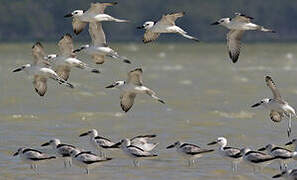 Crab-plover