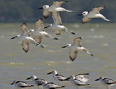 Crab-plover