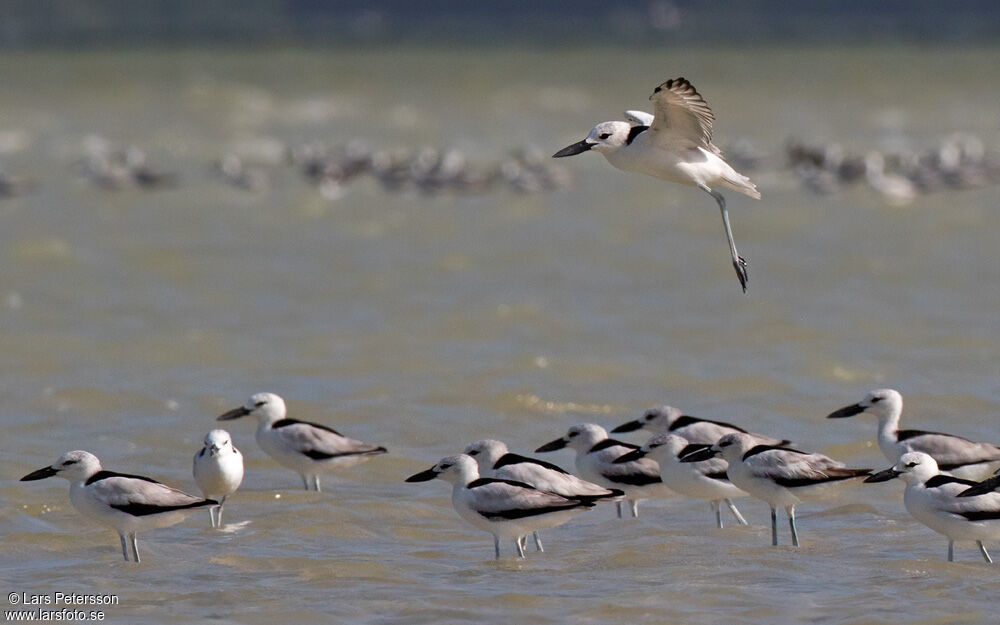 Crab-plover