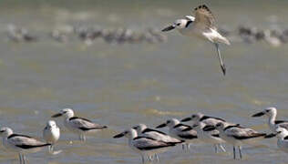 Crab-plover