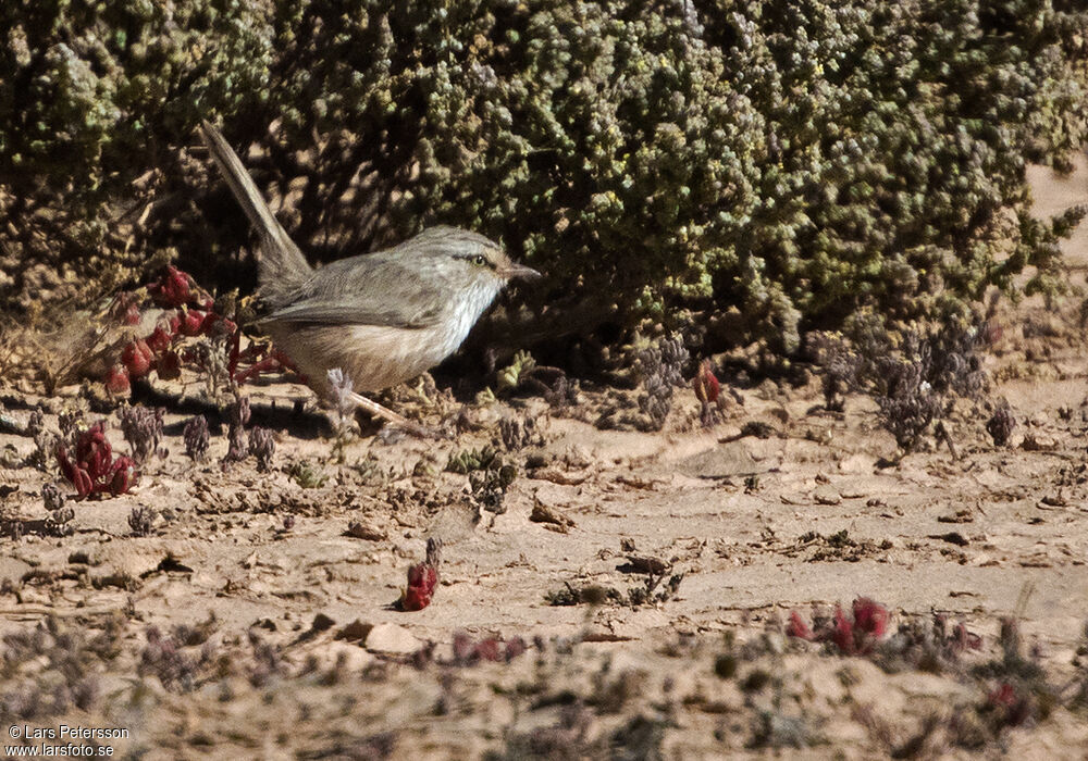 Streaked Scrub Warbler