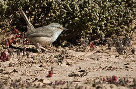 Streaked Scrub Warbler