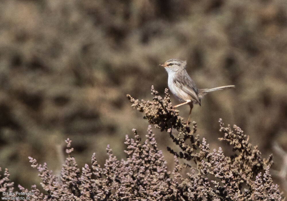 Streaked Scrub Warbler