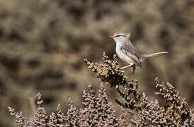 Streaked Scrub Warbler