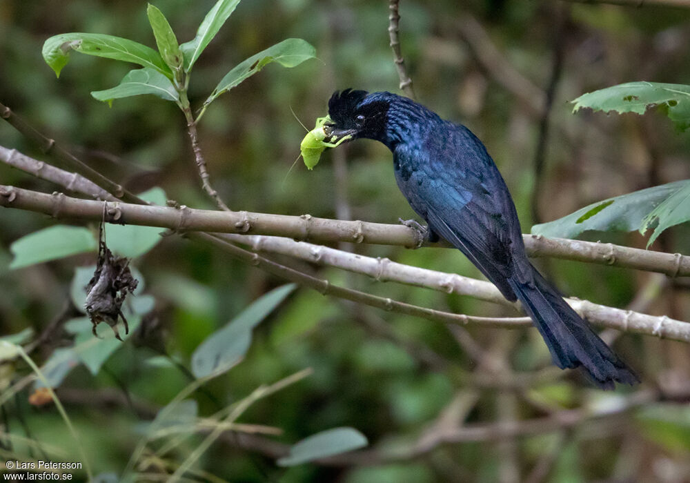 Greater Racket-tailed Drongo