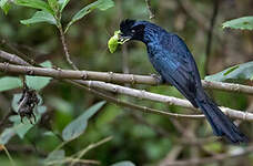 Drongo à raquettes