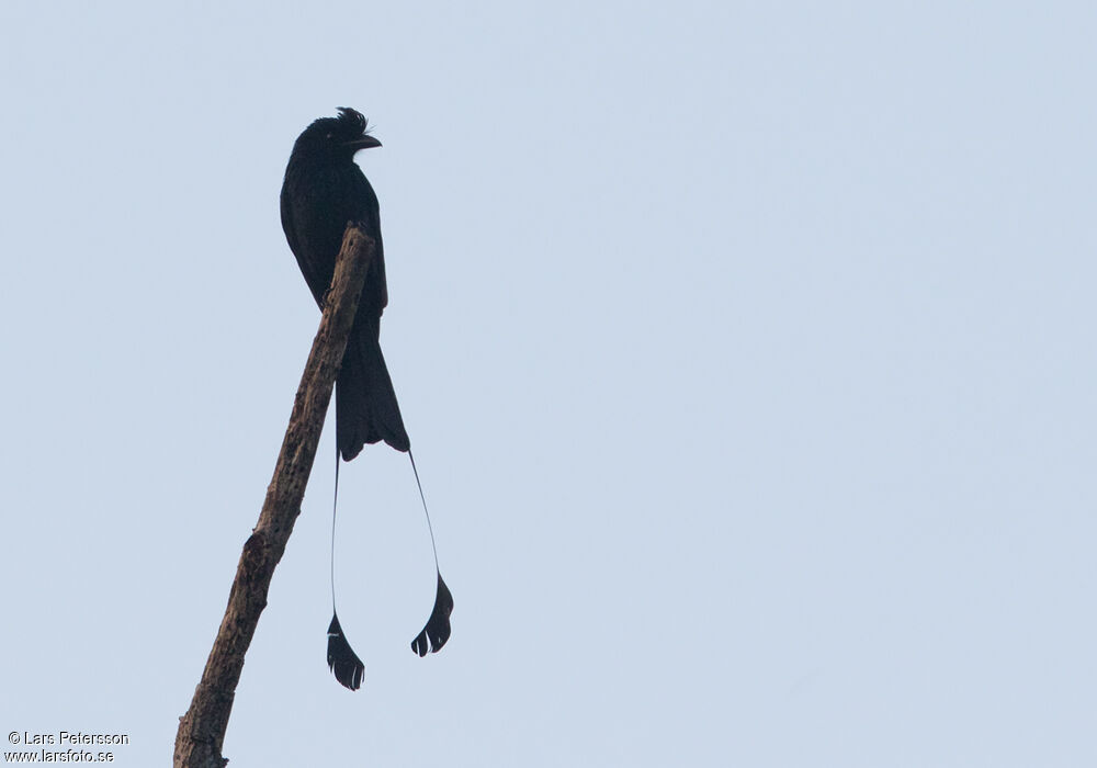 Drongo à raquettes