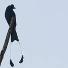 Drongo à raquettes