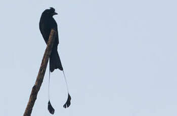 Drongo à raquettes