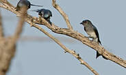 Drongo à ventre blanc