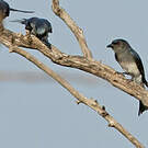 Drongo à ventre blanc