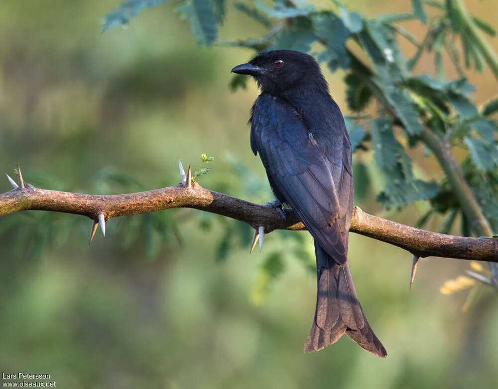 Fork-tailed Drongoadult, pigmentation