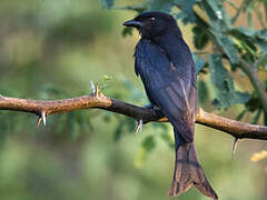 Fork-tailed Drongo