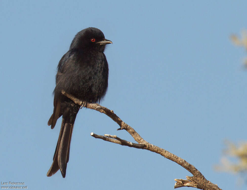 Fork-tailed Drongoadult, identification